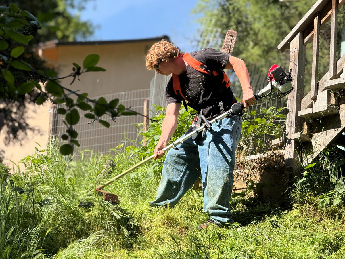 weed-wacking hillside in Phoenix lake
