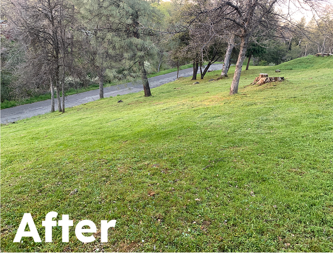 fire season weedwacking and brush clearance in sonora
