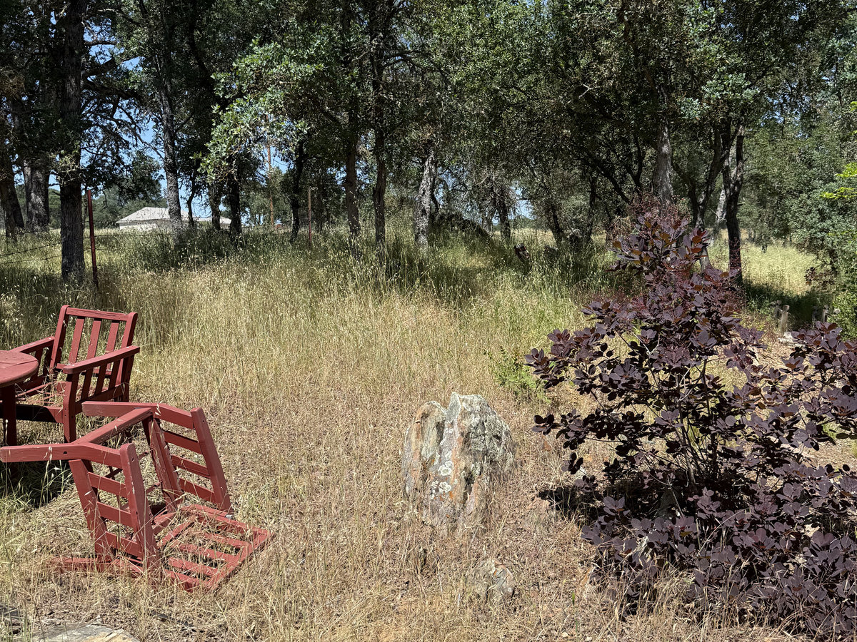 Before: Large field with overgrown brush