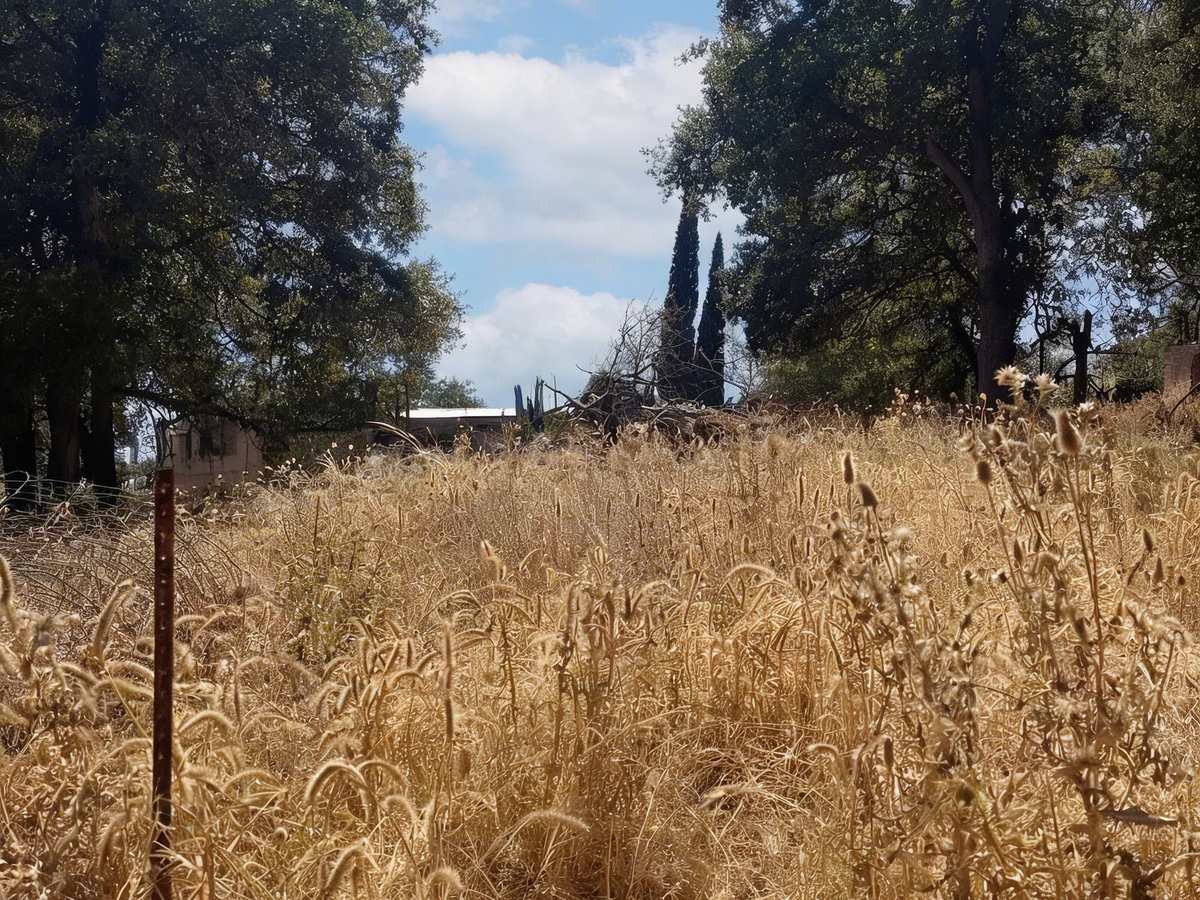 Overgrown property before Wacky Weedeating service