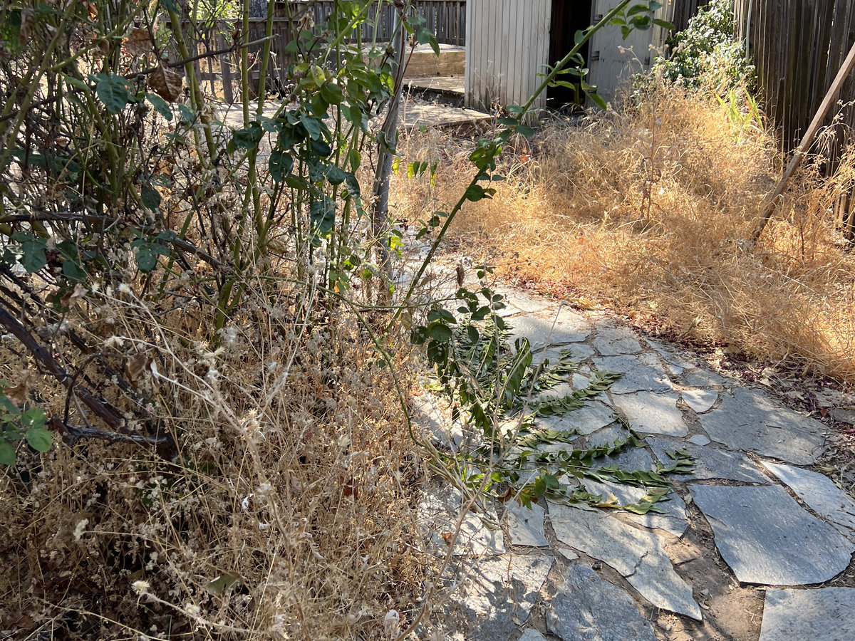 Before: Overgrown hillside with weeds along stone retaining wall