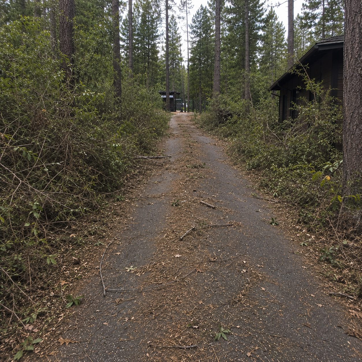 Before clearing: overgrown property needing 100 foot Cal Fire clearance