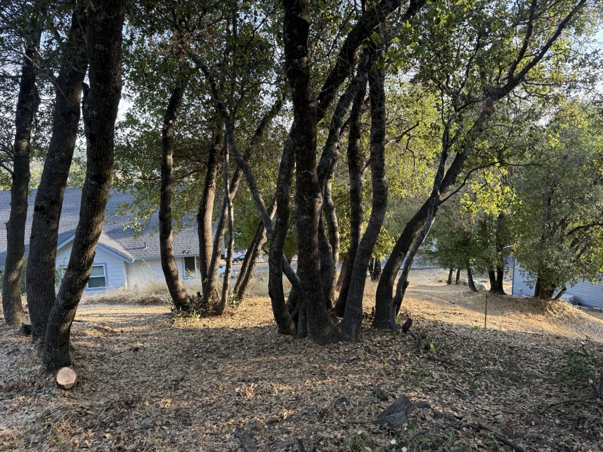 Tree undergrowth thinning for fire safety and vertical spacing