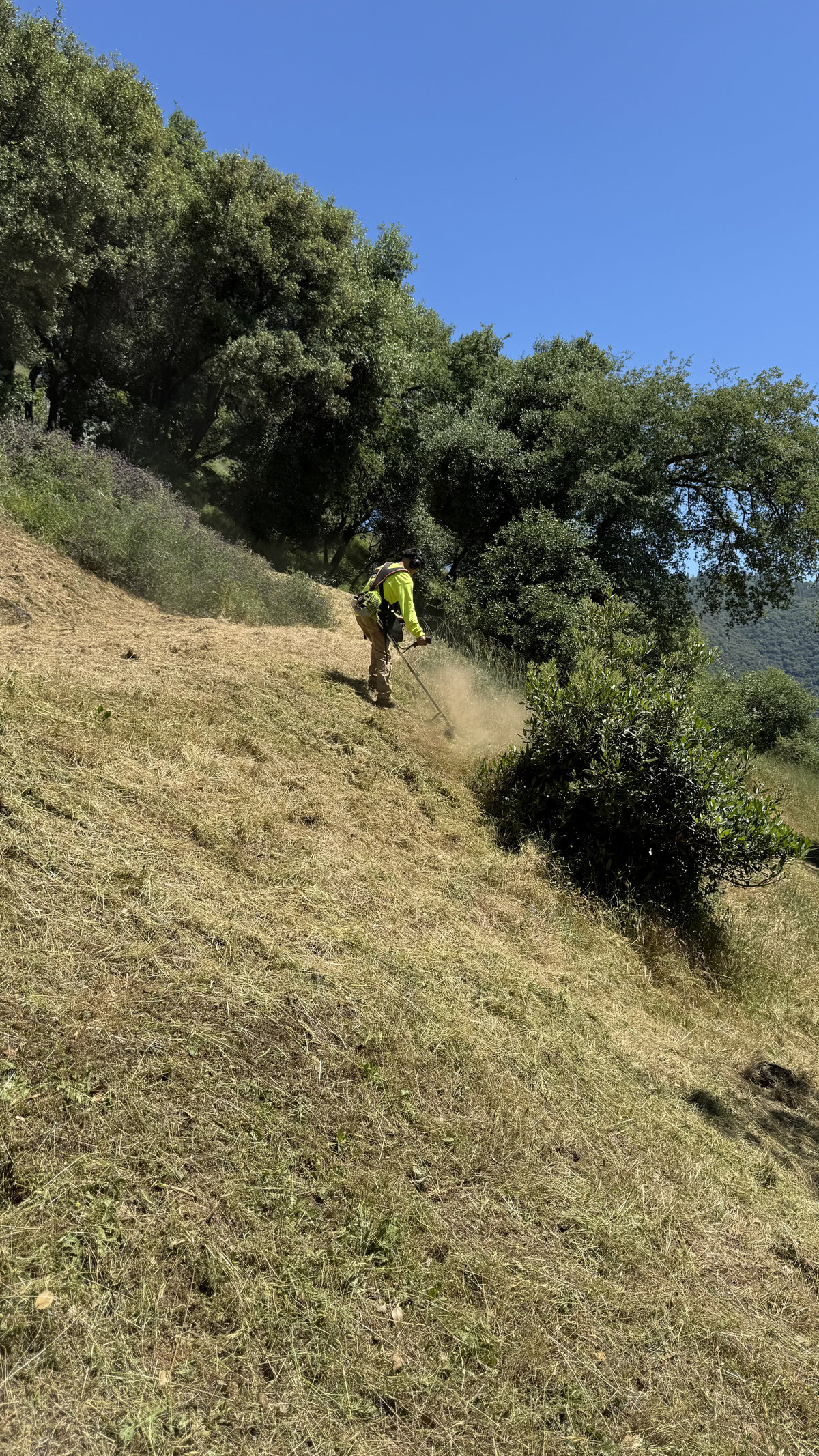 Crew clearing a steep hillside for defensible space in Tuolumne County