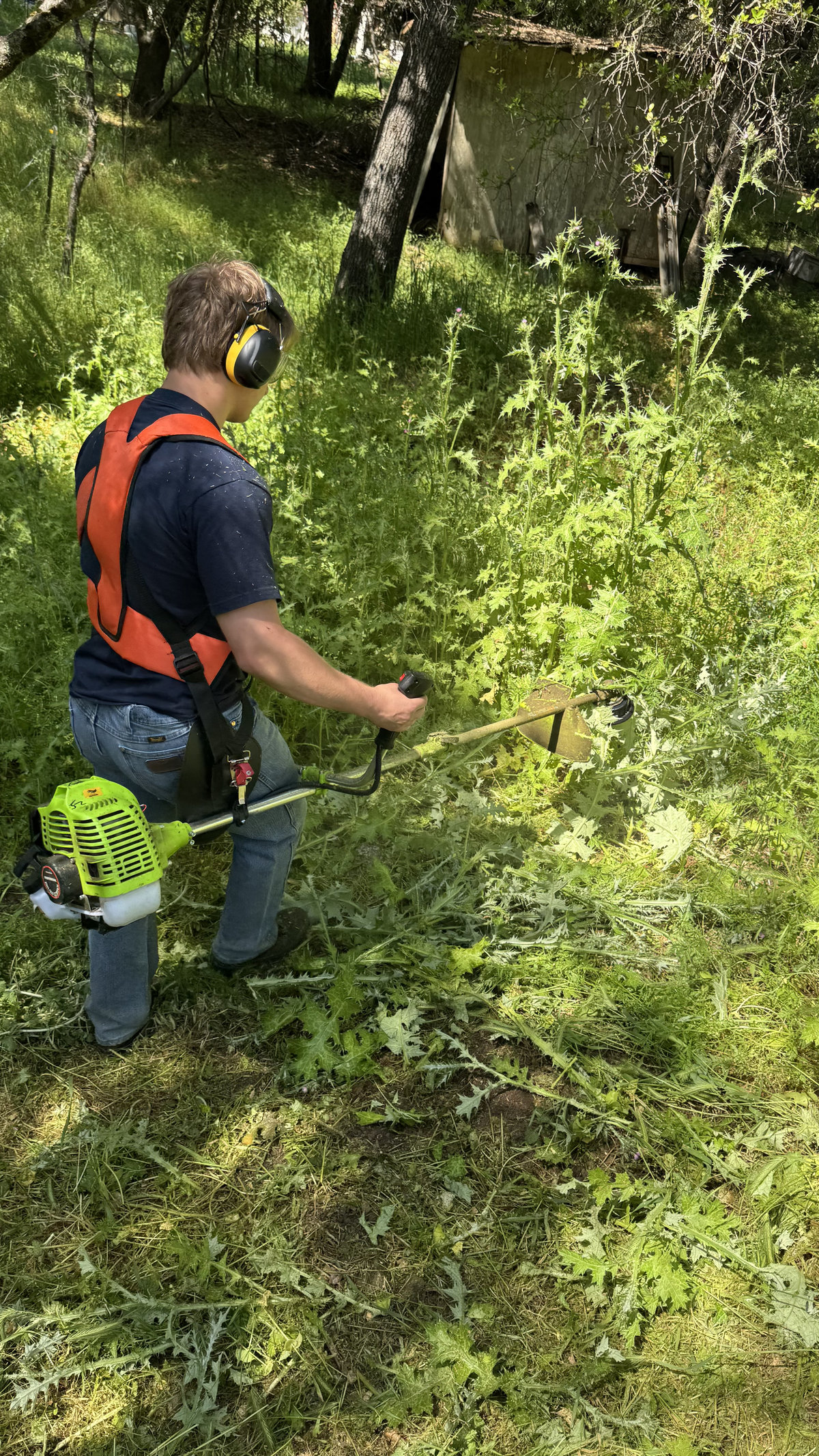 Crew member clearing thick overgrown brush