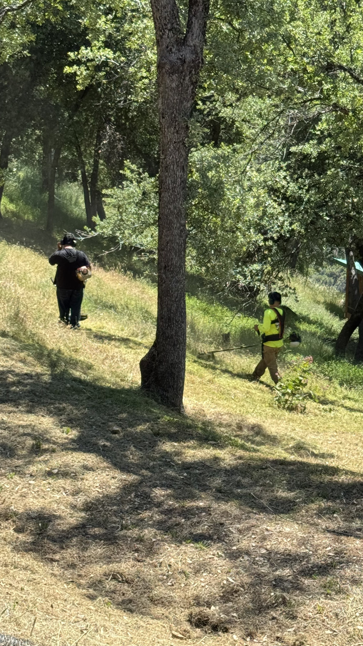 Wacky Weedeating crew clearing hillside among oak trees