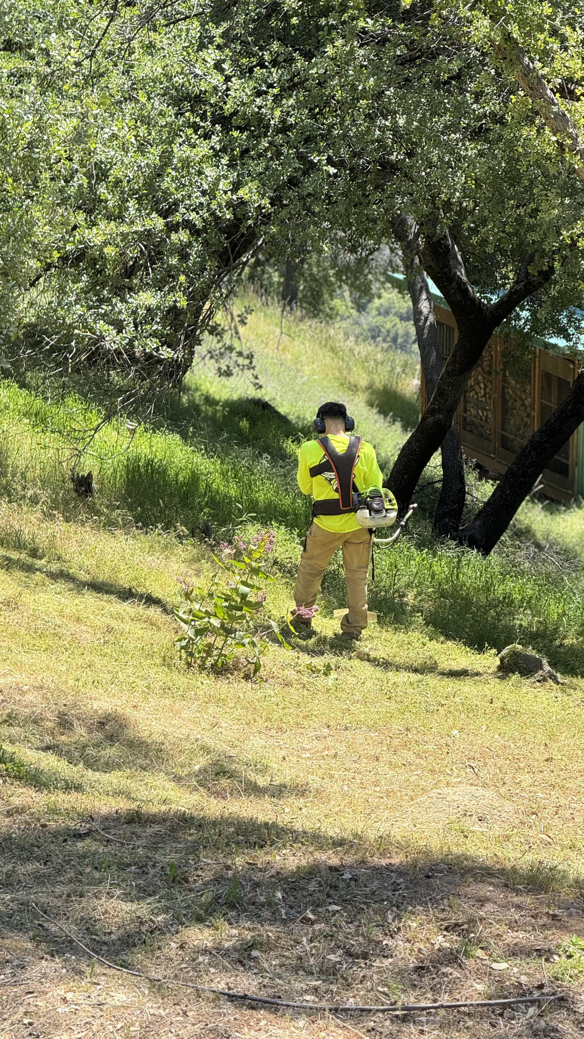 Crew member weed eating under oak trees