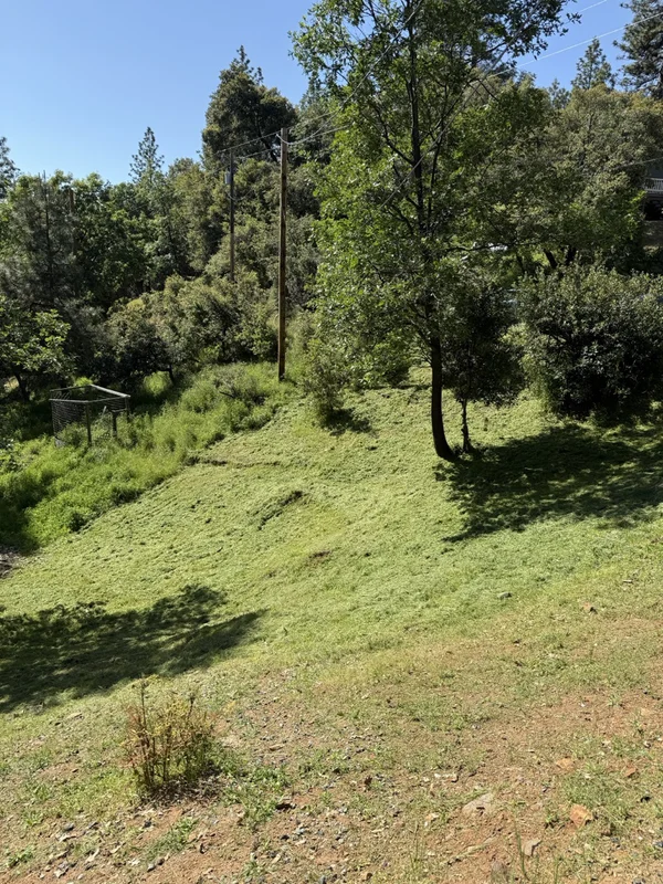 Overgrown field before weed eating in Tuolumne County