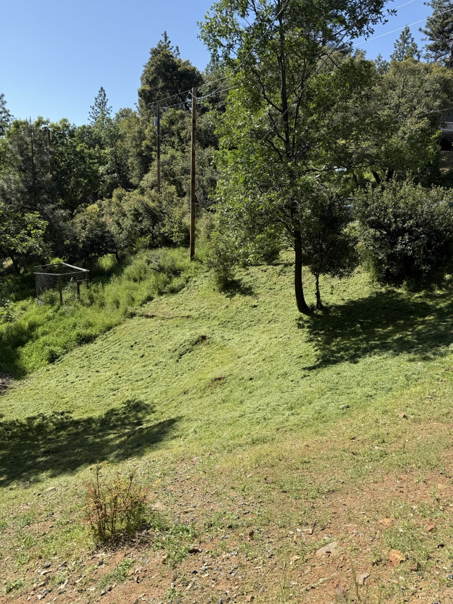 Overgrown field before weed abatement by Wacky Weedeating in Tuolumne County