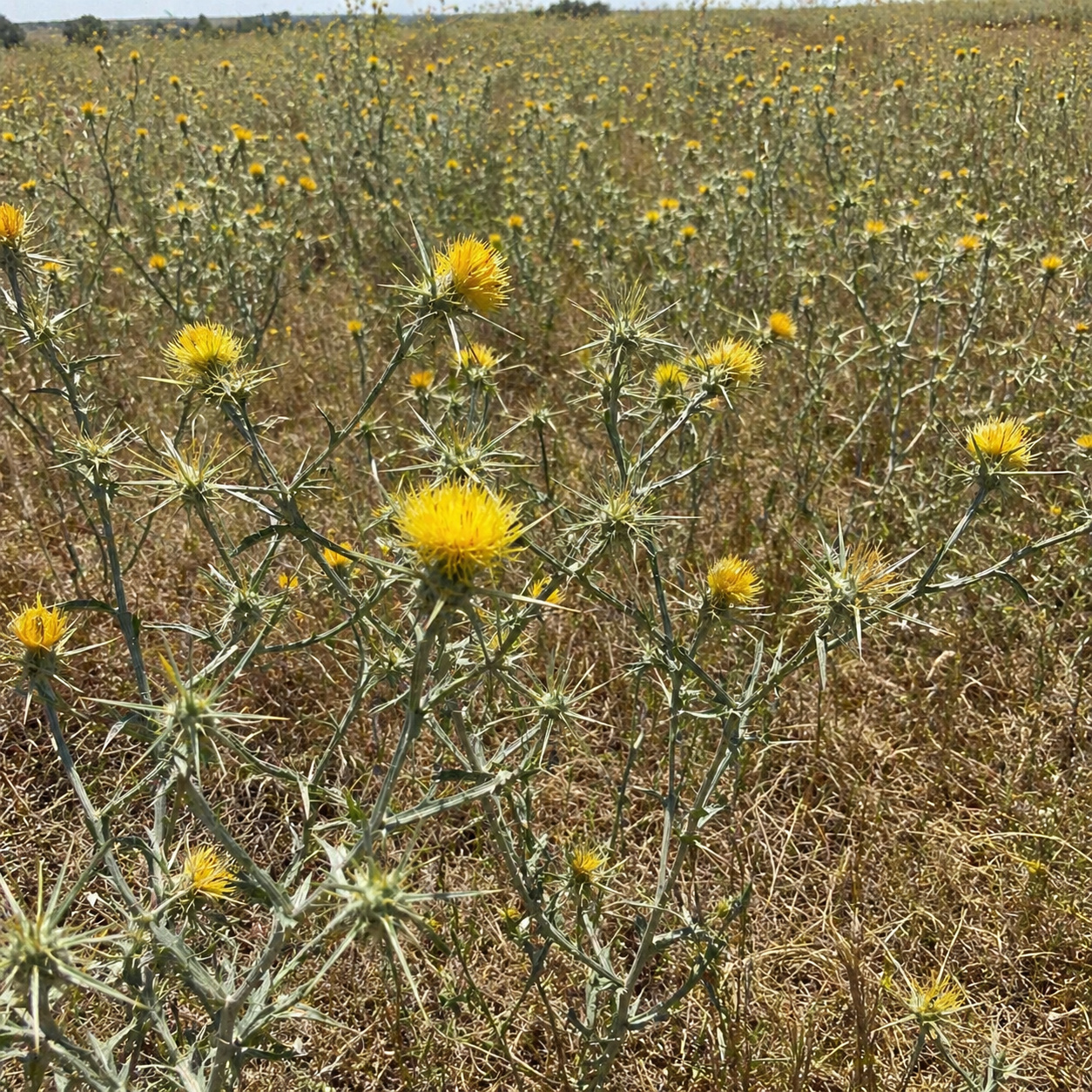 Yellow star thistle field in the Sierra foothills